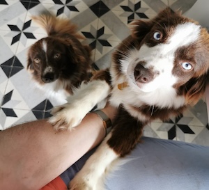 Chien en bonne santé après ostéopathie
